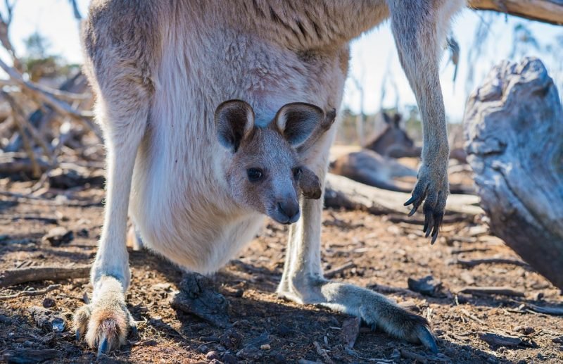 Kangourou Ou Et Quand Voir Des Kangourous En Australie