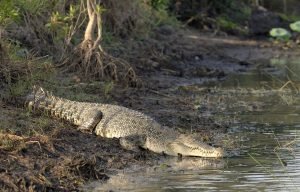 Les crocodiles de mer font partis des animaux les plus effrayants d'Australie