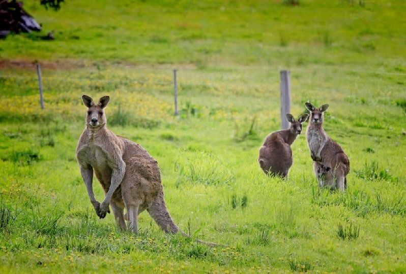 Kangourou Ou Et Quand Voir Des Kangourous En Australie