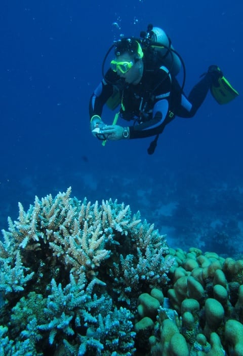 plongeur grande barriere corail