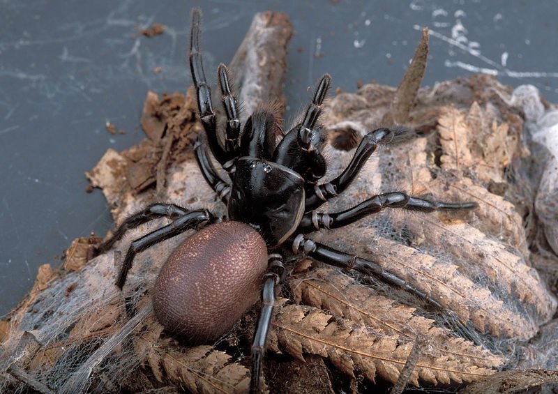 L'incroyable stratégie de cette araignée pour tromper ses prédateurs