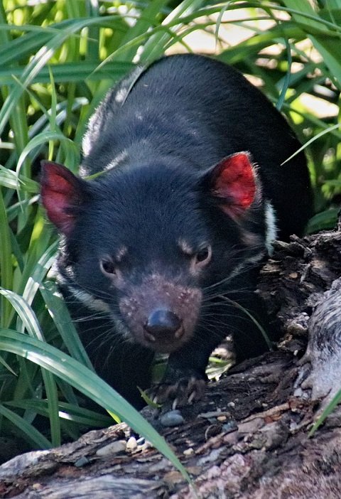 Le Diable De Tasmanie Voyage En Australie