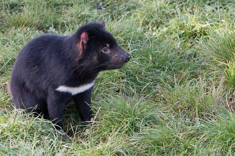 Le Diable De Tasmanie Voyage En Australie