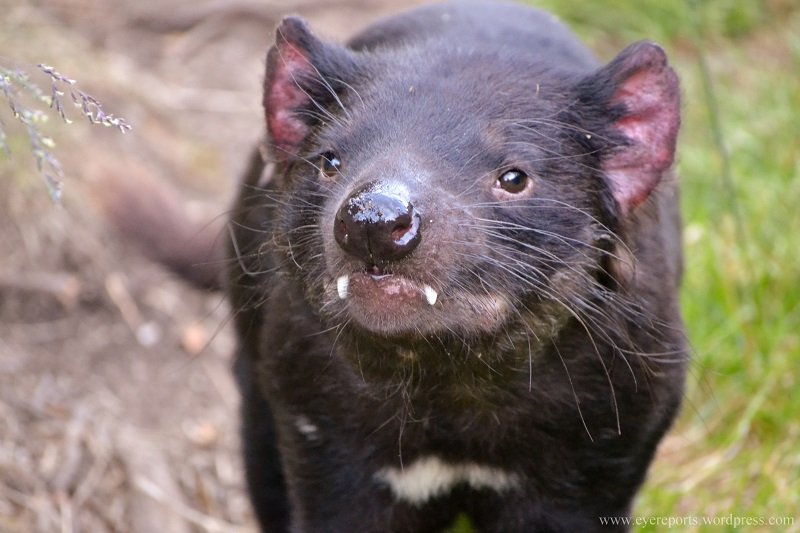 Le Diable De Tasmanie Voyage En Australie