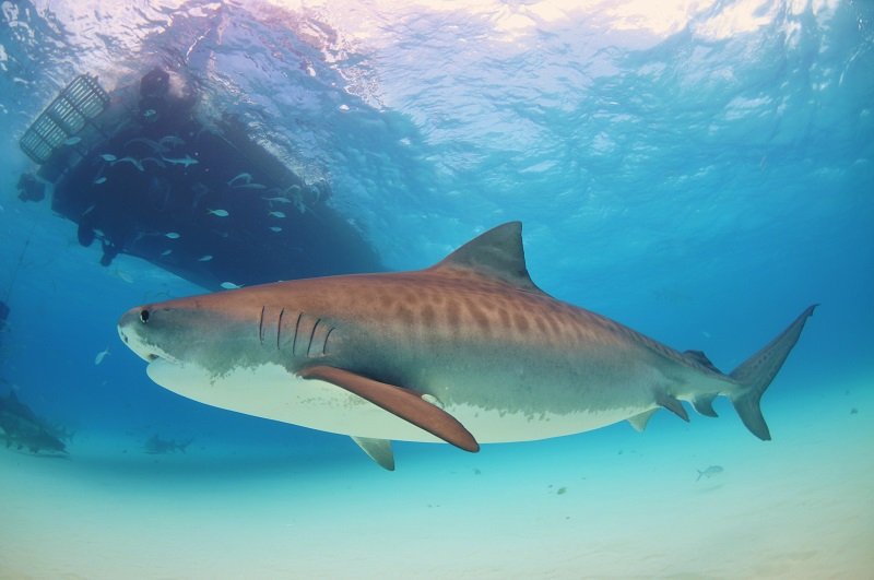 Requin En Australie, Quelles Espèces De Requins? Où Vivent Ils?