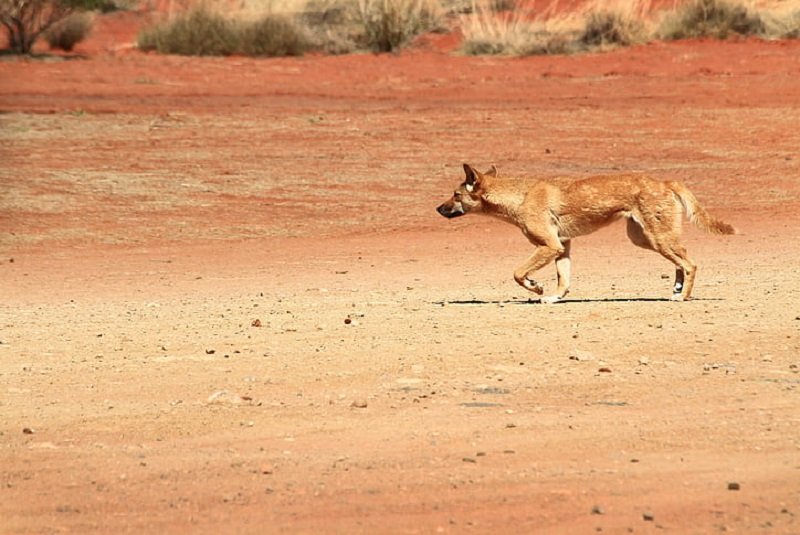 Gâteries roulées Aussie Dingo