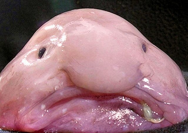 Le Blobfish, le poisson très moche menacé : Où le voir? Mode de vie - Photo Du Poisson Le Plus Moche Du Monde