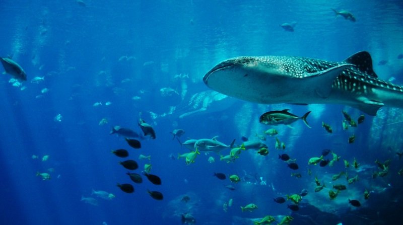 Faire l'expérience de nager avec des requins baleines sur la côte ouest australienne