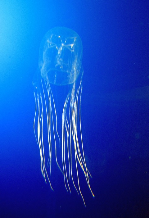 Transparente et mortelle : 11 faits sur la méduse-boîte australienne